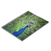 Schreiender Pfau Notizblock (Linke Seite)