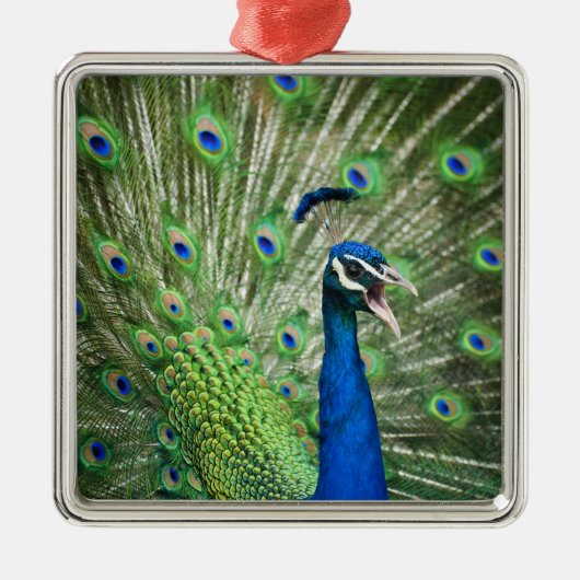Schreiender Pfau Ornament Aus Metall (Vorne)