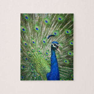 Schreiender Pfau Puzzle