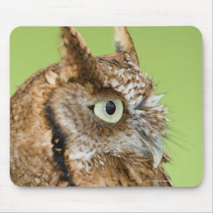 Schreieulenporträt Mousepad