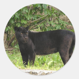 Schreitene Panther-Aufkleber Runder Aufkleber