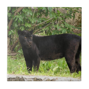 Schreitene Panther-Fliese Fliese