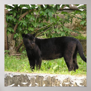 Schreitenes Panther-Plakat Poster