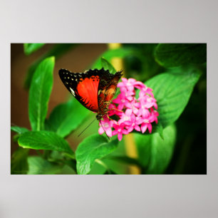 Schriftbücher von Cethosia Print Poster