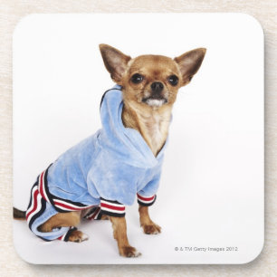 Schrulliges Porträt Teacup-Chihuahua Getränkeuntersetzer