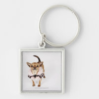 Schrulliges Porträt Teacup-Chihuahua