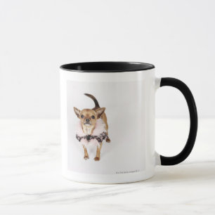 Schrulliges Porträt Teacup-Chihuahua Tasse