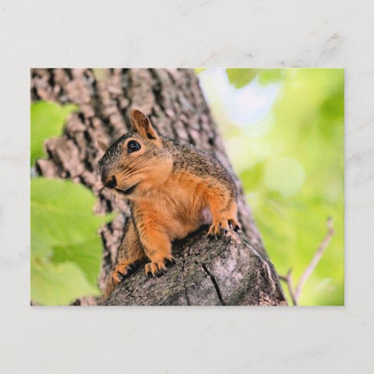 schüchtern feiertagspostkarte (Vorderseite)