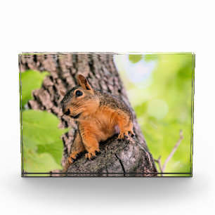 schüchtern fotoblock