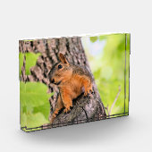 schüchtern fotoblock (Links)