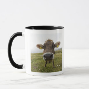 Schüchtern Sie nahe Tre Cime Di Lavaredo in Tasse