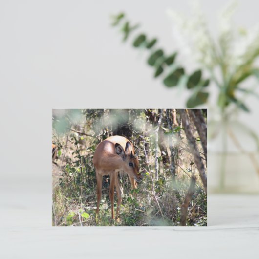 schüchterne Impala Postkarte (Stehend Vorderseite)