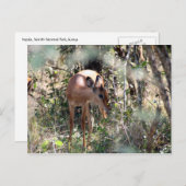 schüchterne Impala Postkarte (Vorne/Hinten)