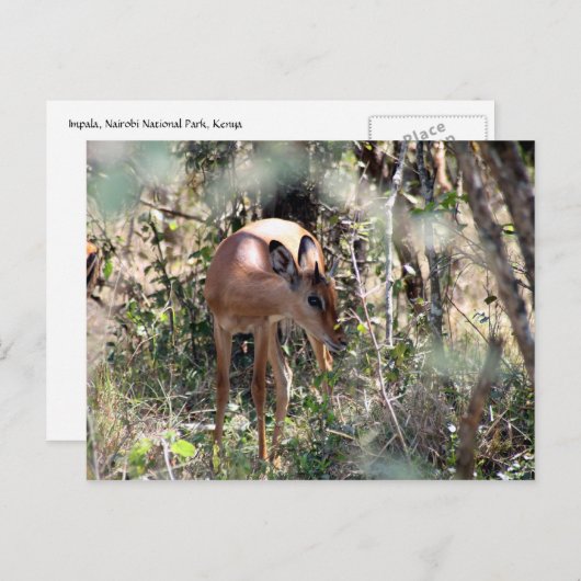 schüchterne Impala Postkarte (Vorne/Hinten)