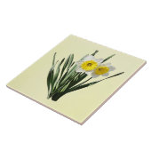 Schüchterne kleine Narzisse Fliese (Seite)