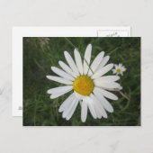 Schüchterne Margarithe Postkarte (Vorne/Hinten)