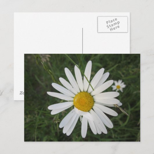 Schüchterne Margarithe Postkarte (Vorne/Hinten)