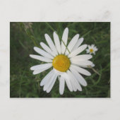 Schüchterne Margarithe Postkarte (Vorderseite)