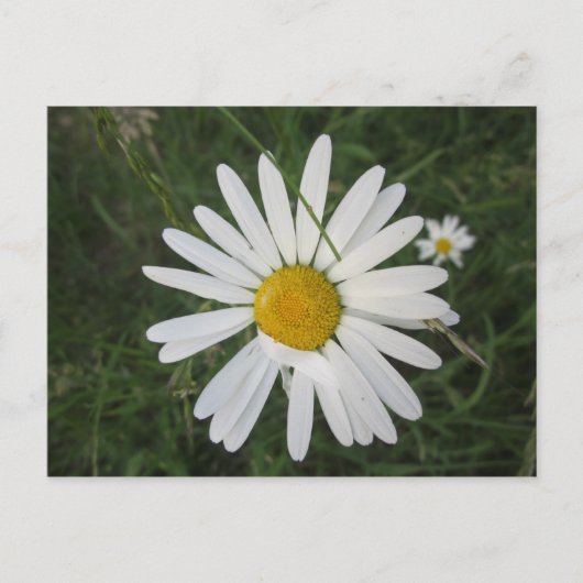 Schüchterne Margarithe Postkarte (Vorderseite)