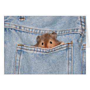 schüchterne Peekaboo