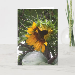 Schüchterne Sonnenblume-Anmerkungs-Karte Karte