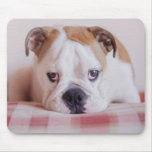 Schüchterner englischer Bulldoggen-Welpe Mousepad