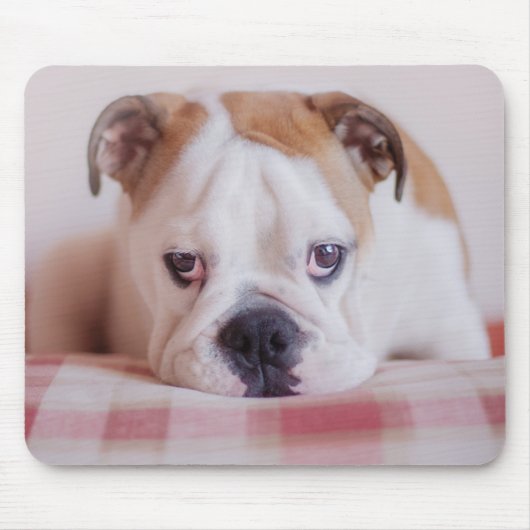 Schüchterner englischer Bulldoggen-Welpe Mousepad (Vorne)
