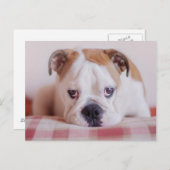 Schüchterner englischer Bulldoggen-Welpe Postkarte (Vorne/Hinten)