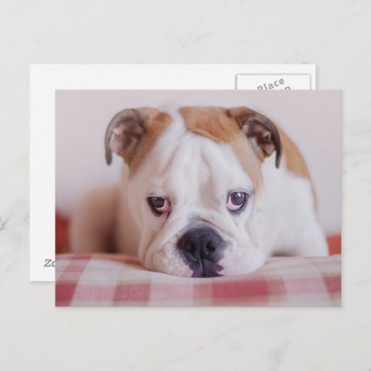 Schüchterner englischer Bulldoggen-Welpe Postkarte (Vorne/Hinten)