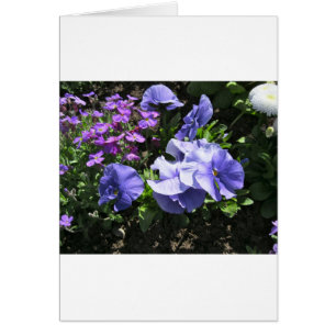 Schüchternes lila Stiefmütterchen