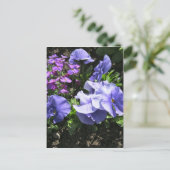 Schüchternes lila Stiefmütterchen Postkarte (Stehend Vorderseite)