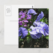 Schüchternes lila Stiefmütterchen Postkarte (Vorne/Hinten)