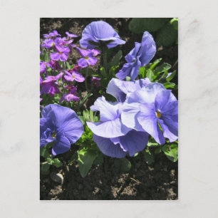 Schüchternes lila Stiefmütterchen Postkarte