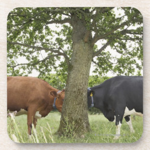 Schüchtert stehenden vertraulichen hinteren Baum Untersetzer
