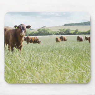 Schüchtert stehendes in der Wiese ein Mousepad