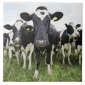 Schüchtert stehendes in einer Reihe ein, die Fliese (Vorderseite)