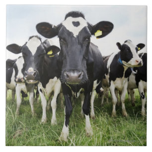 Schüchtert stehendes in einer Reihe ein, die Fliese