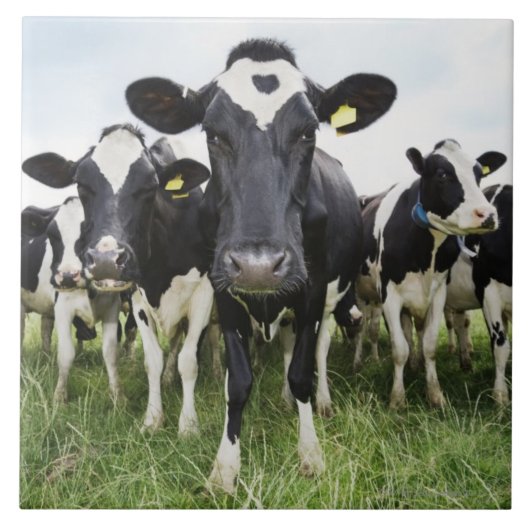 Schüchtert stehendes in einer Reihe ein, die Fliese (Vorderseite)