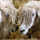 SCHUHE EISHOCKEY PUCK