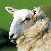 SCHUHE FLASCHENÖFFNER