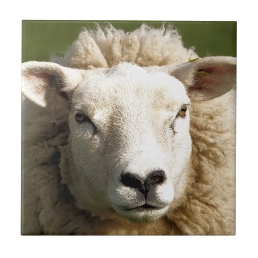 SCHUHE FLIESE (Vorderseite)