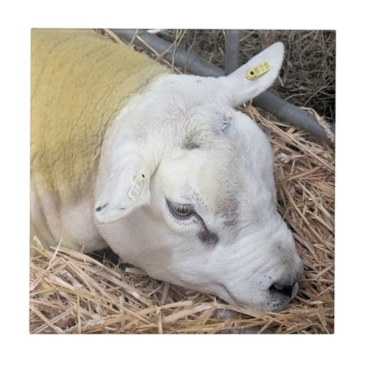 SCHUHE FLIESE (Vorderseite)