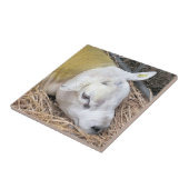 SCHUHE FLIESE (Seite)