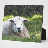 SCHUHE FOTOPLATTE (Seite)