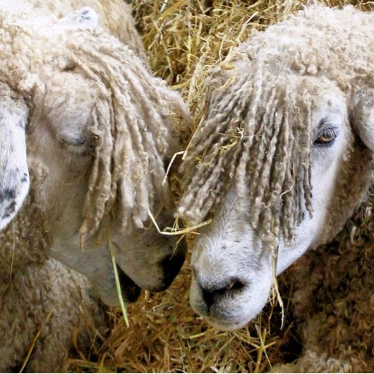 SCHUHE GOLF HEADCOVER