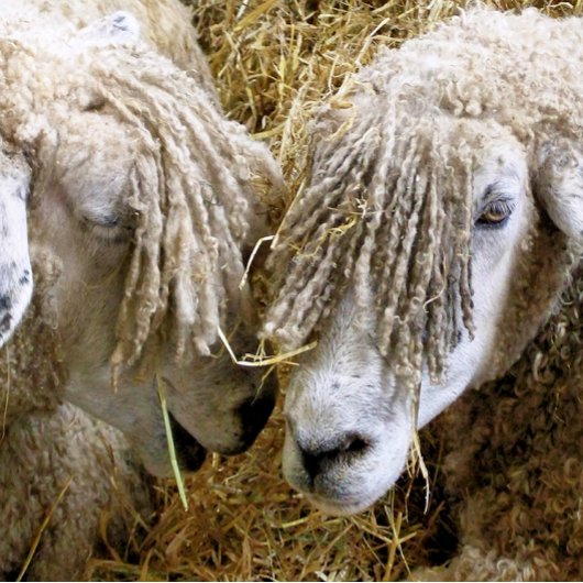 SCHUHE LEINWANDDRUCK