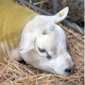 SCHUHE LEINWANDDRUCK