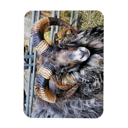 SCHUHE MAGNET (Vertikal)