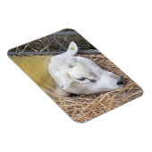 SCHUHE MAGNET (Rechte Seite)