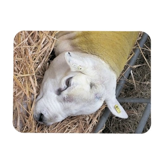 SCHUHE MAGNET (Horizontal)